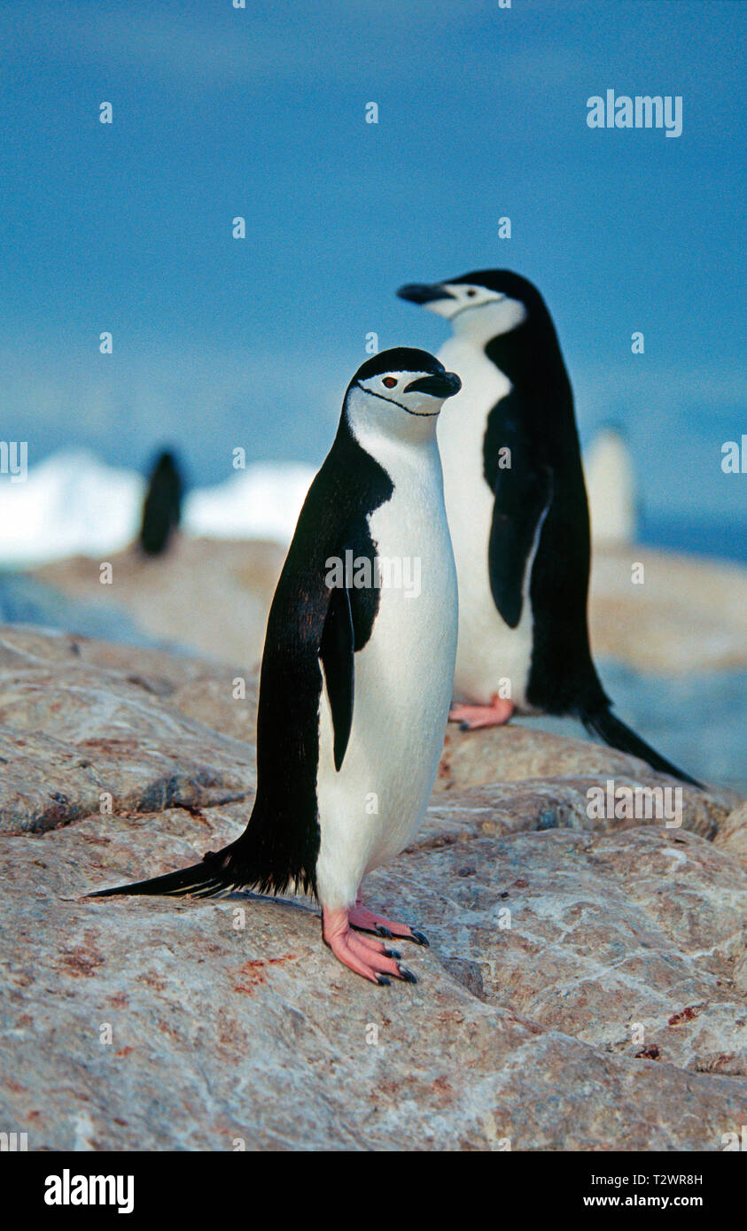 Zügelpinguin (Pygoscelis antarctica), Erwachsene an der Küste, Antarktische Halbinsel, Antarktis Stockfoto