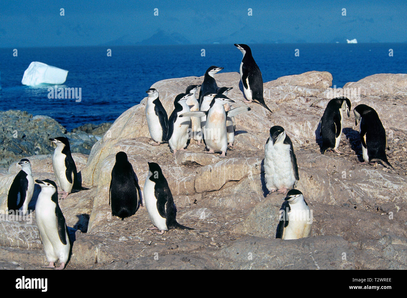 Zügelpinguin (Pygoscelis antarctica), Gruppe an der Küste, Antarktische Halbinsel, Antarktis Stockfoto