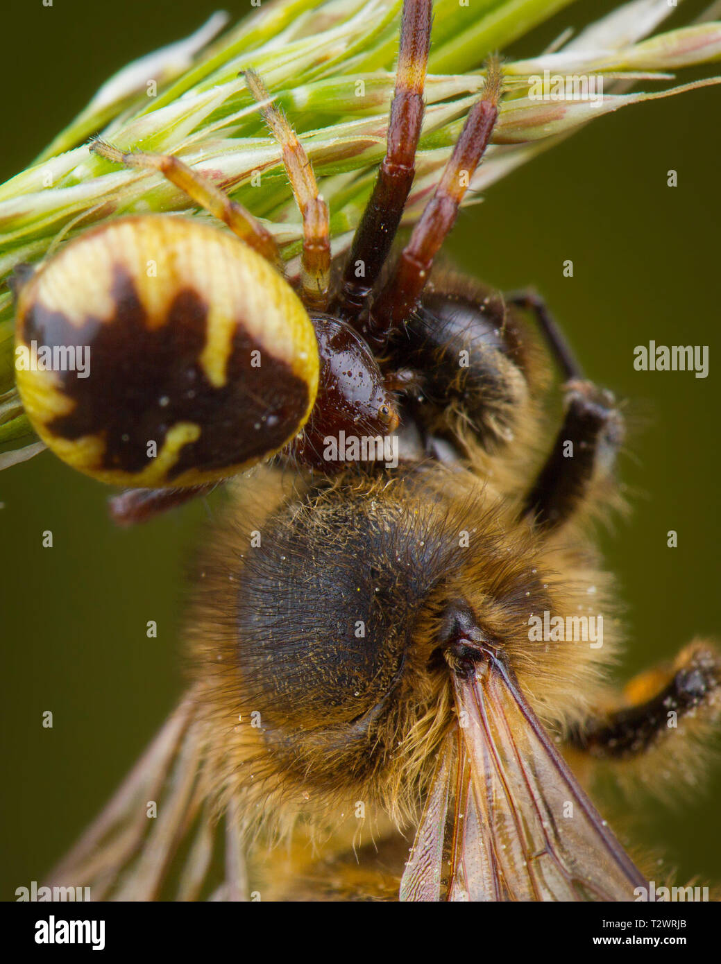 Wenig Honig Biene von Spinne gefangen Stockfoto