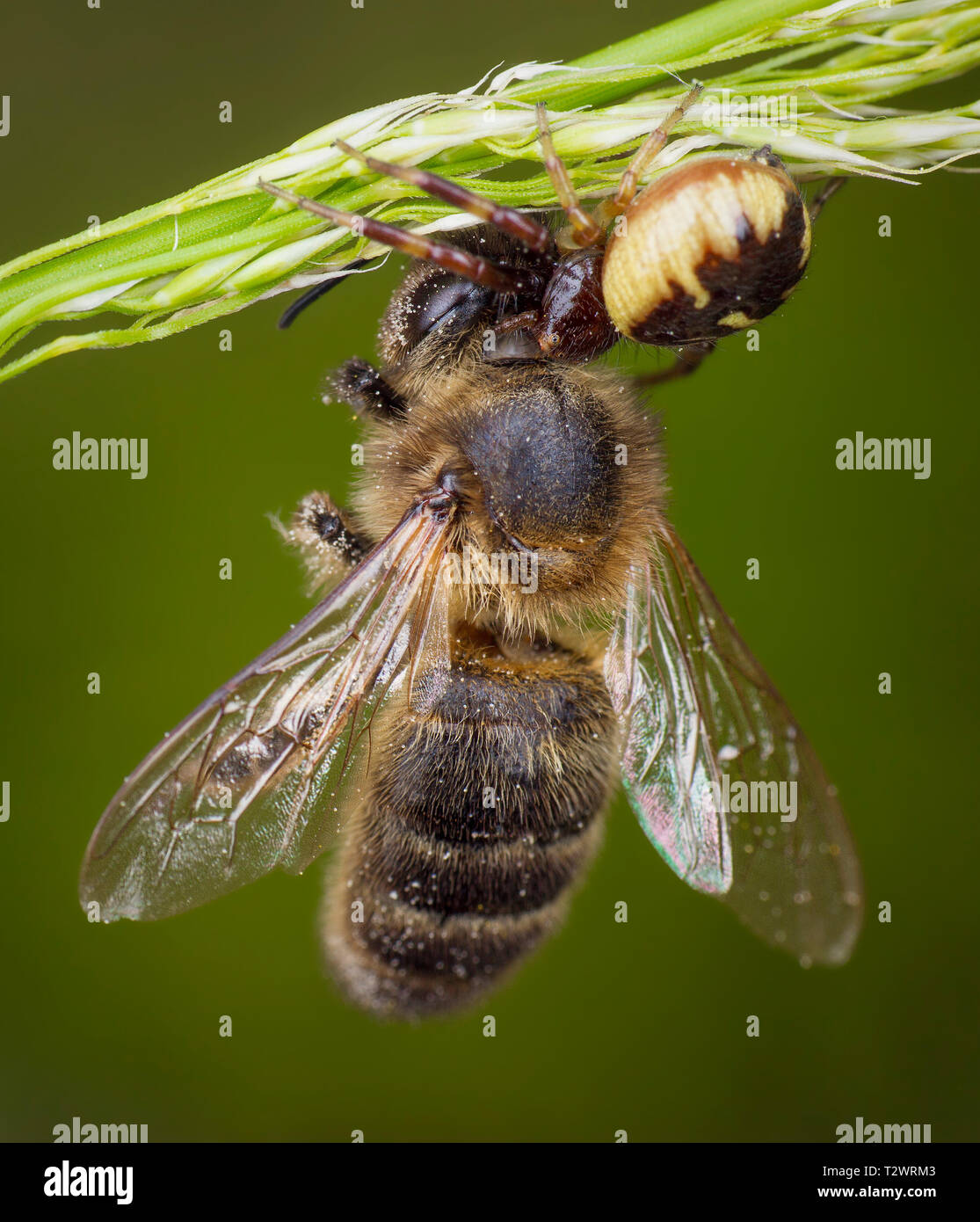 Wenig Honig Biene von Spinne gefangen Stockfoto