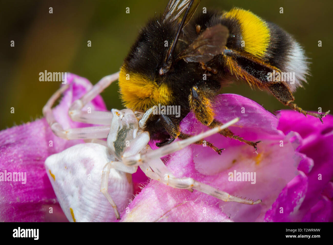 Wenig Honig Biene von Spinne gefangen Stockfoto
