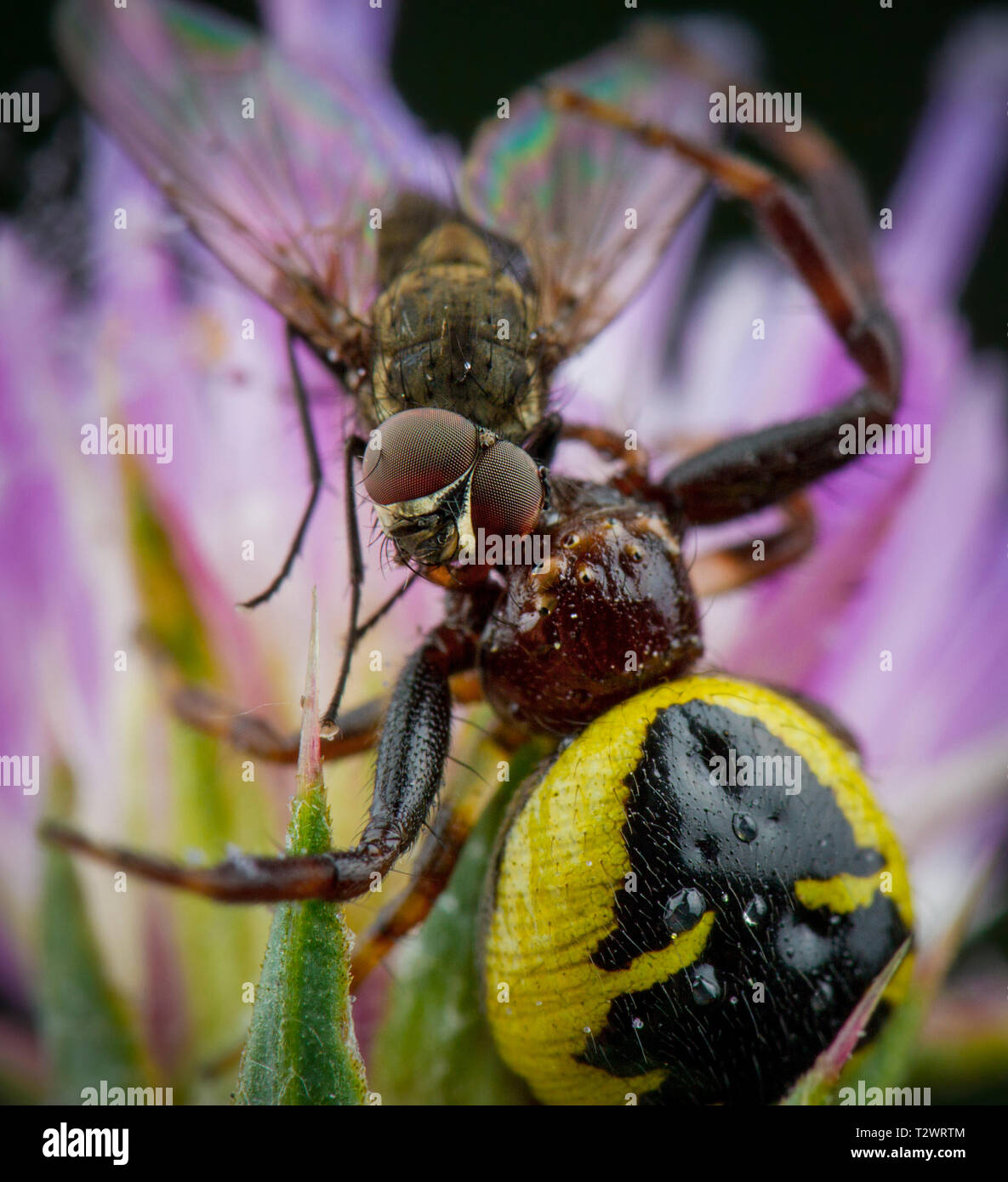 Wenig Honig Biene von Spinne gefangen Stockfoto