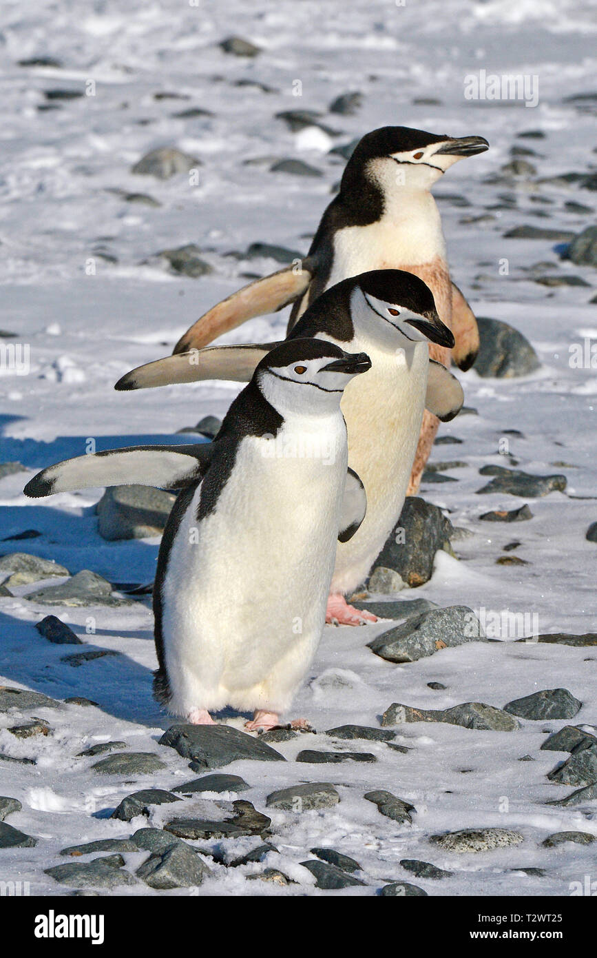 Zügelpinguin (Pygoscelis antarctica), Gruppe an der Küste, Antarktische Halbinsel, Antarktis Stockfoto