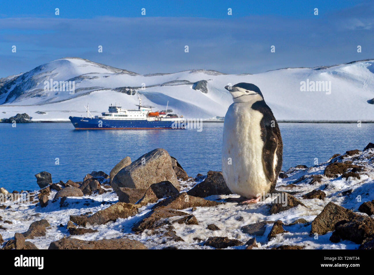 Zügelpinguin (Pygoscelis antarctica), Erwachsene an der Küste, hinter dem Expeditionsschiff M.V. Plancius, Antarktische Halbinsel, Antarktis Stockfoto