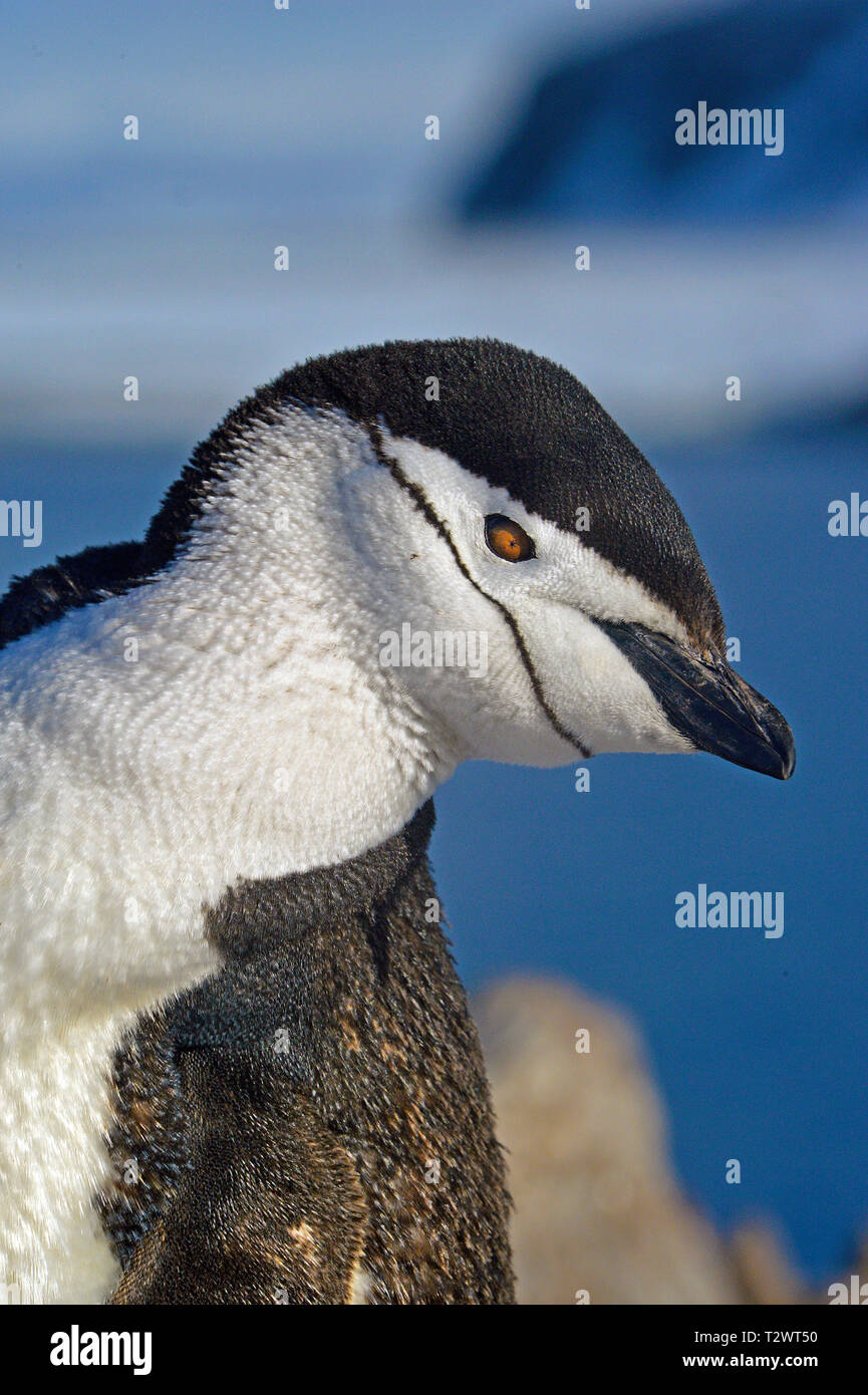 Zügelpinguin (Pygoscelis antarctica), Porträt des Erwachsenen, Antarktische Halbinsel, Antarktis Stockfoto