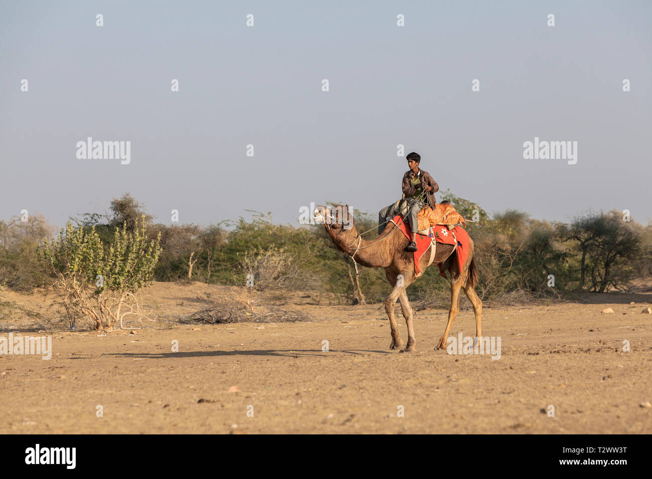 Kamel Safari in der Wüste Thar bei Khuri, Rajasthan, Indien Stockfoto
