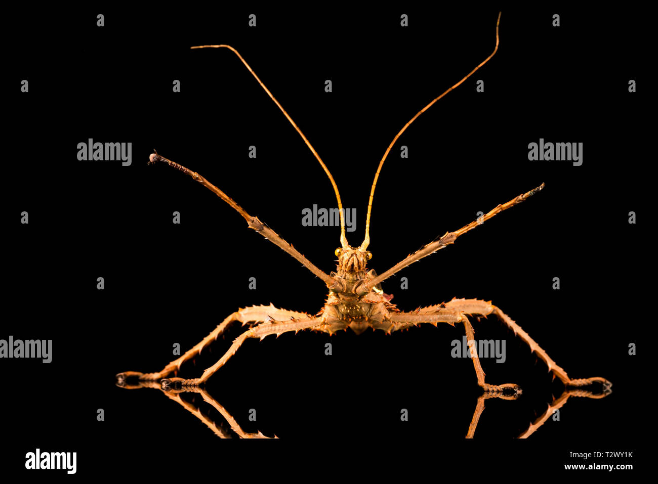 Riesiger Dschungel Nymphe männlich (Heteropteryx dilatata) auch als Malaysische stick Insekt oder Malayischen Dschungel Nymphe bekannt. Mit slective Fokus Nahaufnahme. Stockfoto