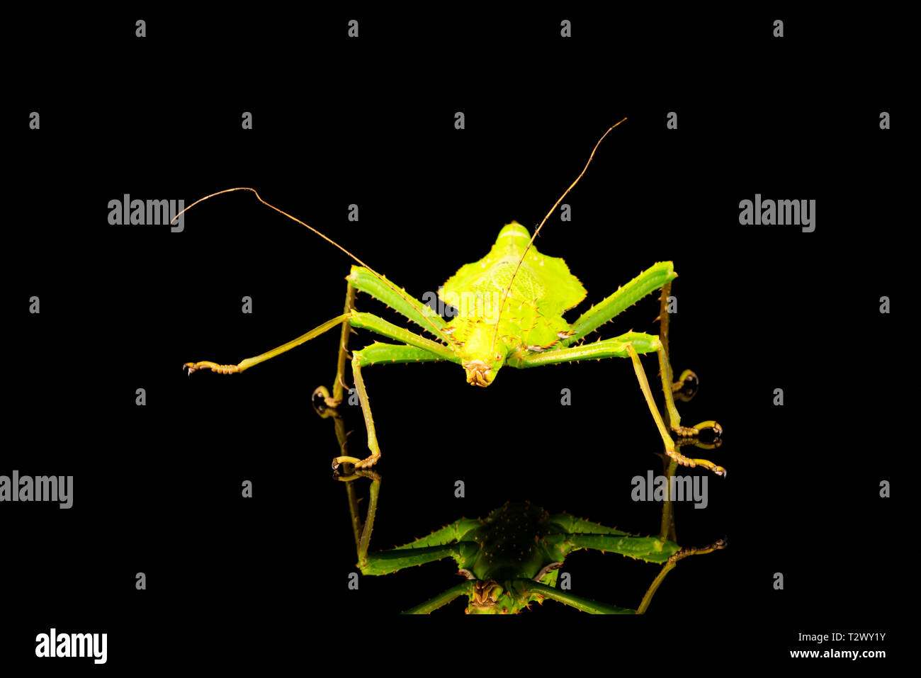 Riesiger Dschungel Nymphe weiblich (Heteropteryx dilatata) auch als Malaysische stick Insekt oder Malayischen Dschungel Nymphe bekannt. Mit slective Fokus Nahaufnahme. Stockfoto