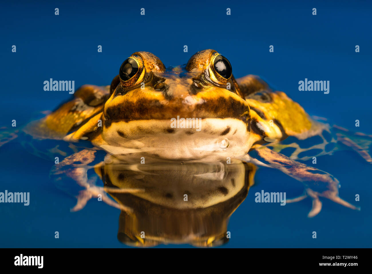 Gemeinsame Europäische Frosch (Pelophylax kl. ESCULENTUS), auch als die gemeinsame Wasser Frosch, Grün, Frosch oder wasserfrosch bekannt. Stockfoto