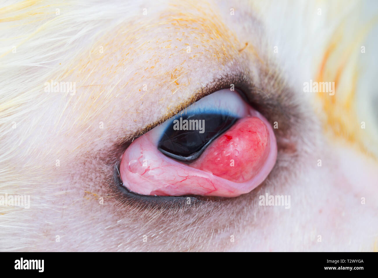 Weißer Hund mit cherry Auge Stockfotografie - Alamy