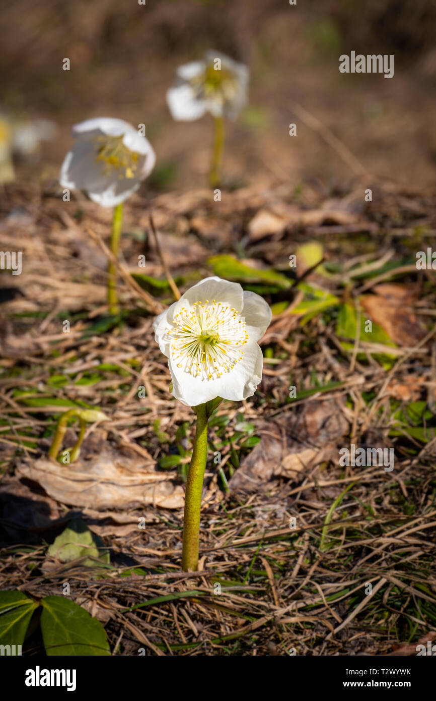 Helleborus Niger Christrose Oder Schwarze Nieswurz Bluht In Den