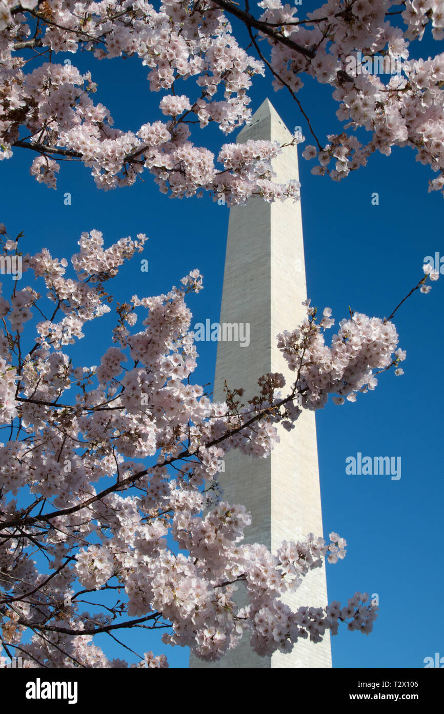 Kirschblüten im Peak bloom Frame das Washington Monument April 1, 2019 in Washington, D.C. Die blühenden Kirschbäume entstand 1912 als ein Geschenk der Freundschaft von den Menschen in Japan. Jedes Jahr am 29. März die National Cherry Blossom Festival statt der Jahrestag der Geschenk aus Japan zu feiern. Stockfoto
