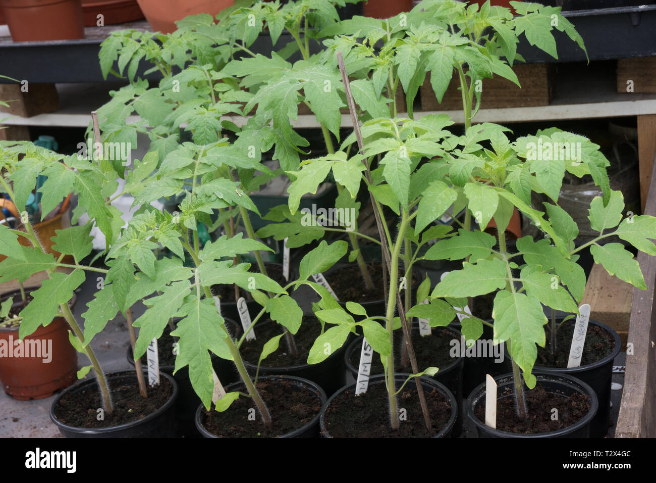 Tomaten warten auf Blumenerde in einem überfüllten Gewächshaus. Stockfoto