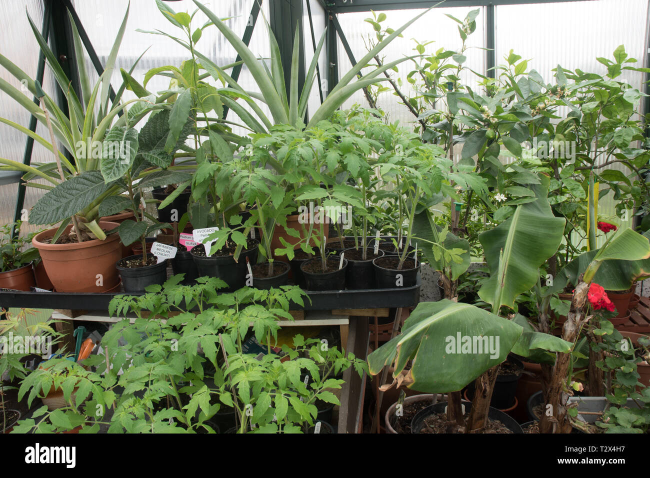 Tomaten warten auf Blumenerde in einem überfüllten Gewächshaus. Stockfoto
