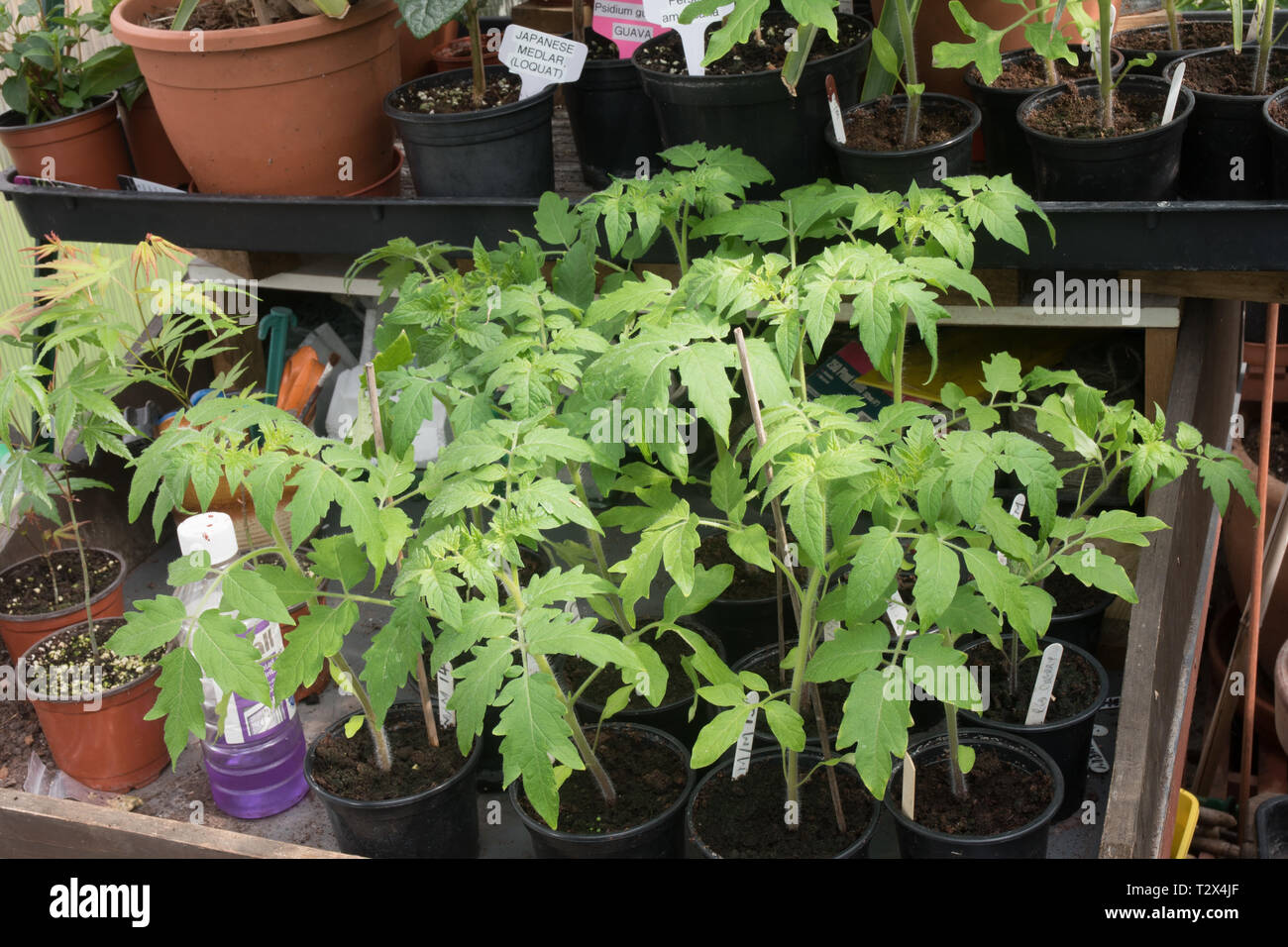 Tomaten warten auf Blumenerde in einem überfüllten Gewächshaus. Stockfoto