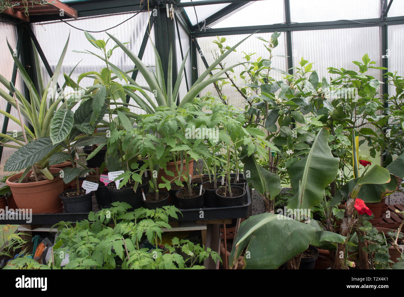 Tomaten warten auf Blumenerde in einem überfüllten Gewächshaus. Stockfoto