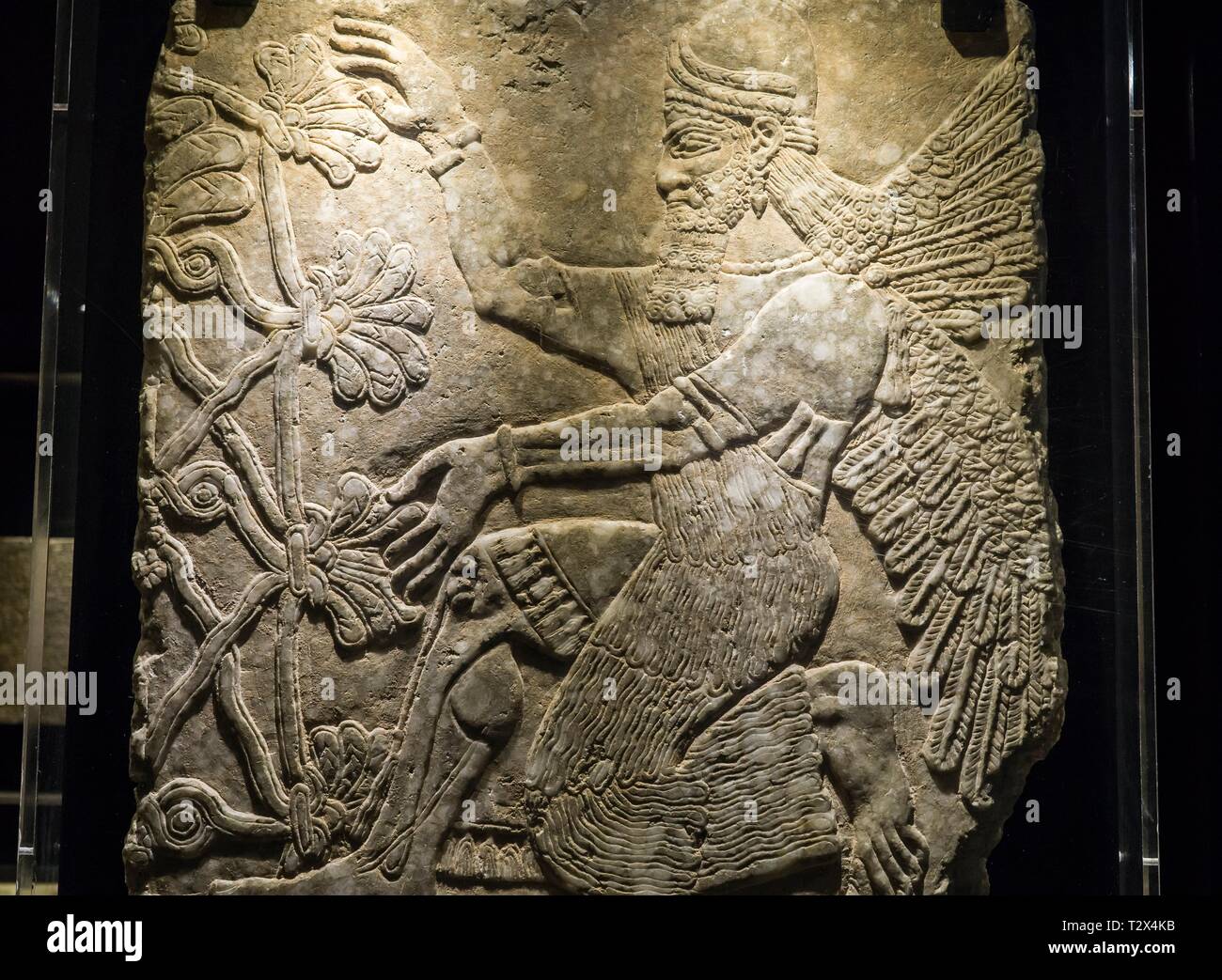 Assyrische Reliefs an den Vatikanischen Museen, geflügelten Genius kniend vor der heilige Baum, Fron Palast von Nimrud, Ashurnasirpal II. 883-859 v. Chr. Stockfoto