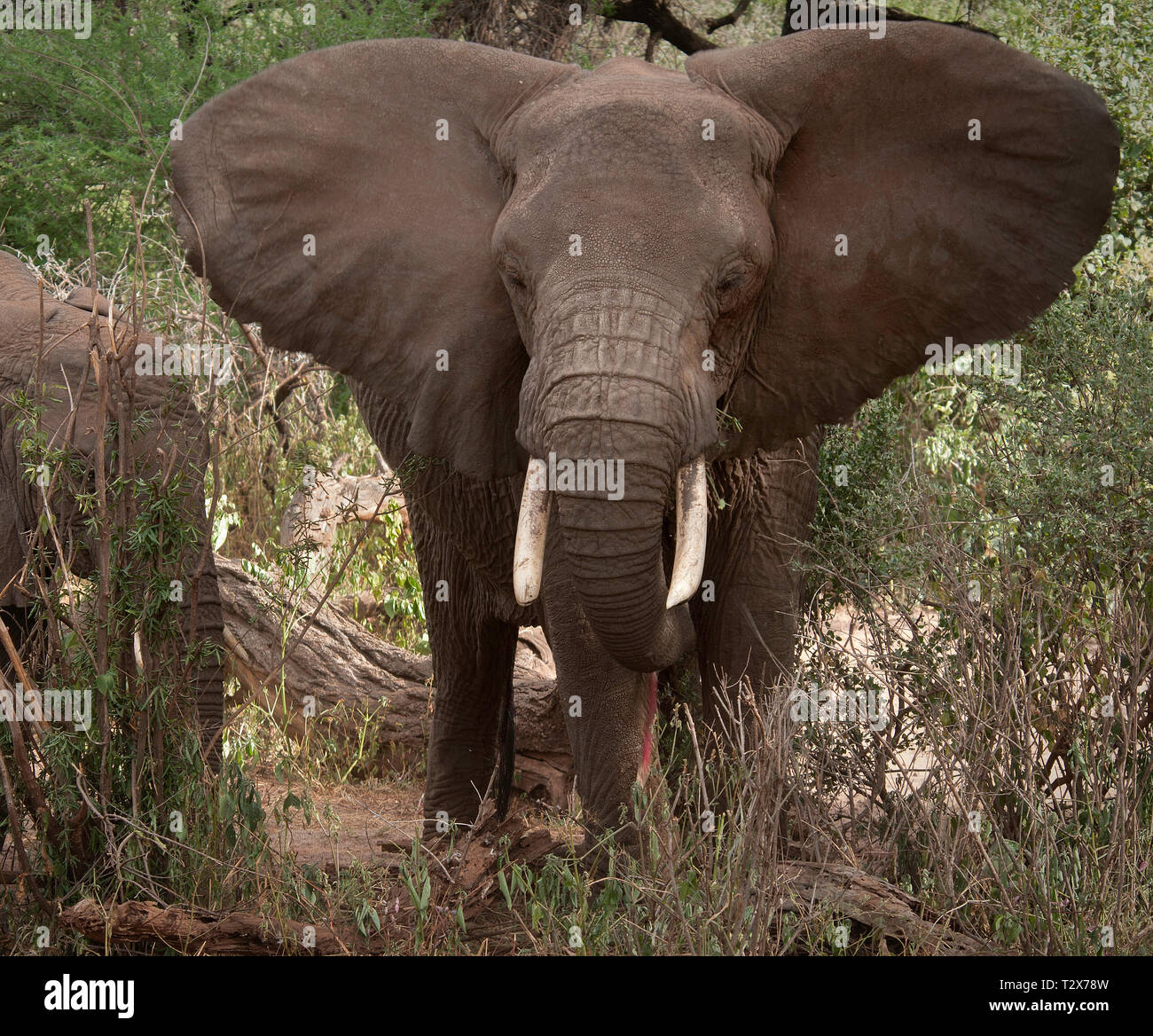 Wilde Elefanten Aferican Stockfoto