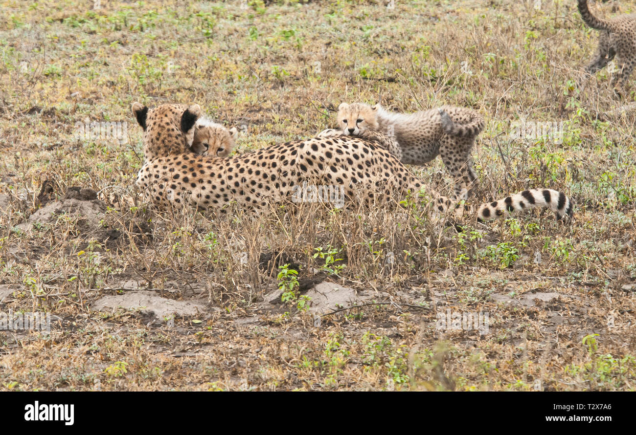 Cheetah Mutter mit ihren Jungen Stockfoto