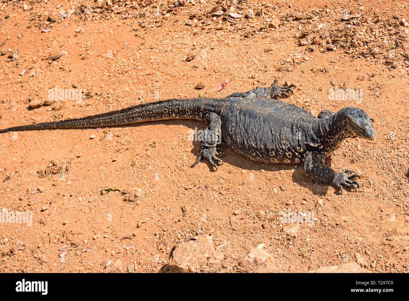 Schließen Sie das Wasser Monitor oder Varanus Salvator auf trockenen felsigen Boden Stockfoto