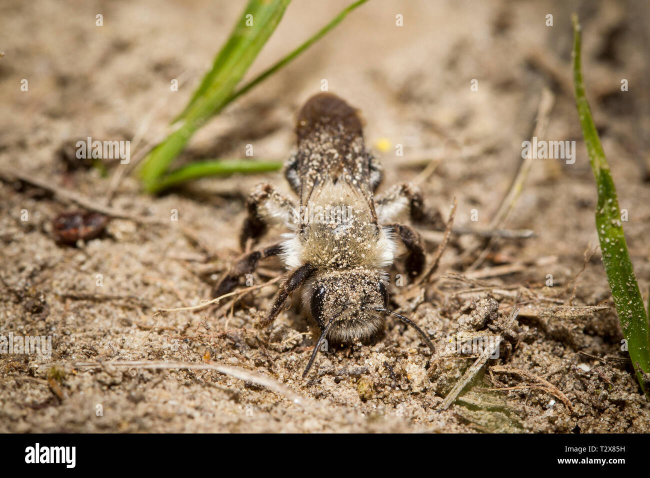 Auensandbiene, Andrena vaga, grau-backed Bergbau bee Stockfoto