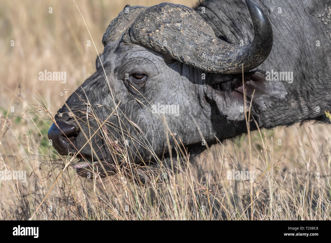 Büffel Fütterung auf trockenem Gras allein in Masai Mara Stockfoto