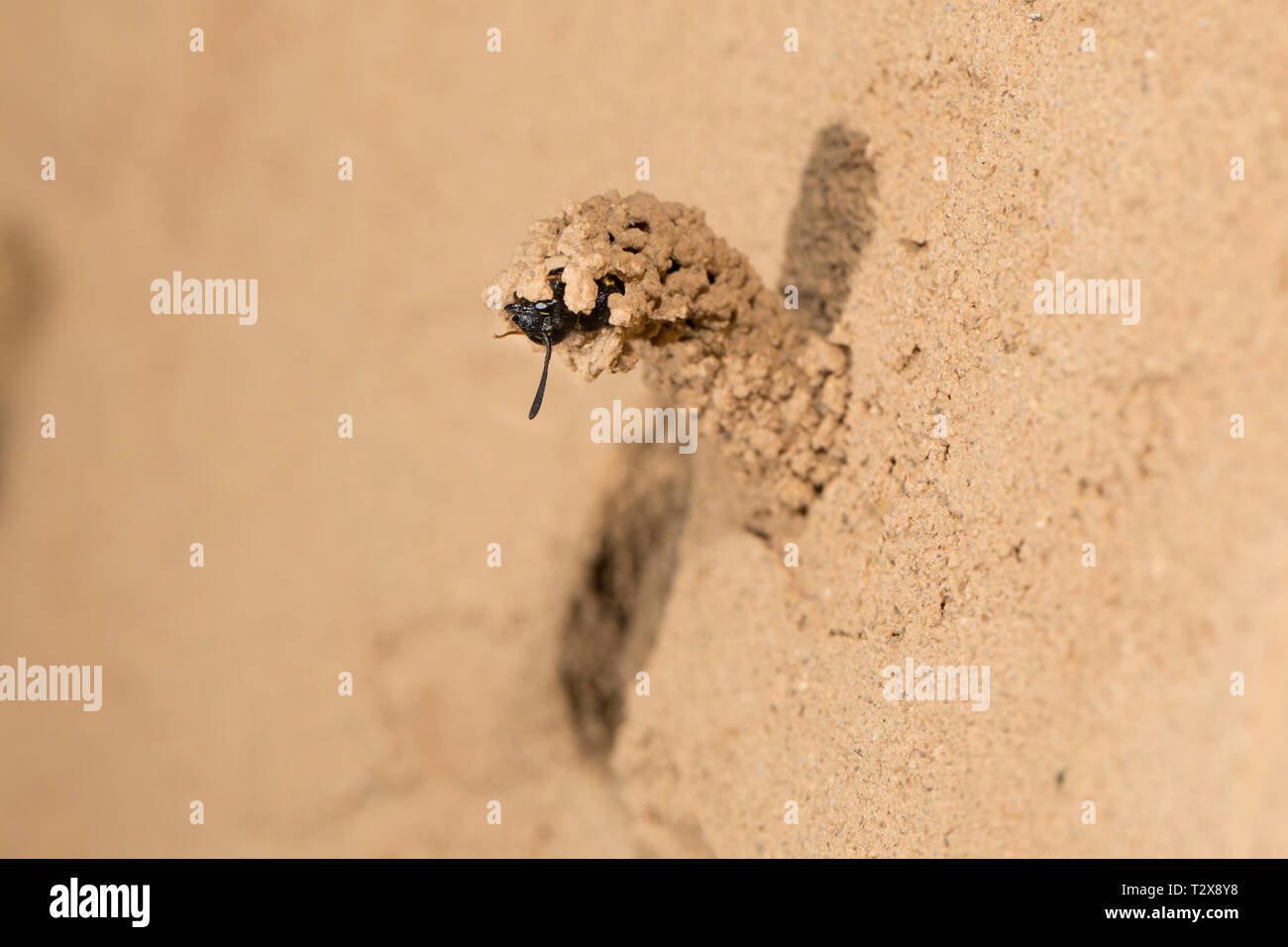 Gemeine Schornsteinwespe, Odynerus spinipes, stacheligen Mason Wasp Stockfoto