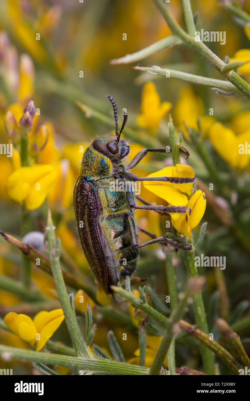 Kaefer, Coleoptera, Käfer Stockfoto