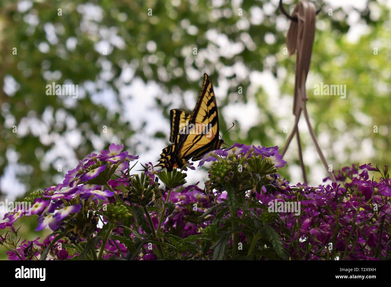 Tiger Butterfly ruht auf lila Blumen Stockfoto