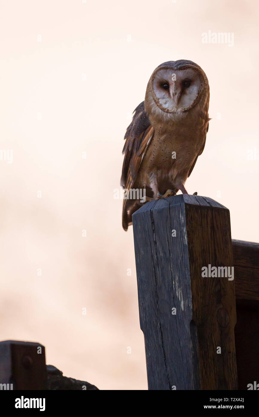 , Schleiereule Tyto alba Schleiereule Stockfoto