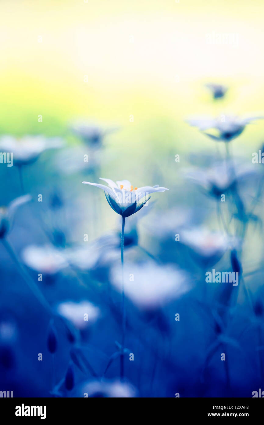 Schön die ersten natürlichen Hintergrund mit zarten weißen Blumen wachsen im Frühjahr sonnigen Park Stockfoto