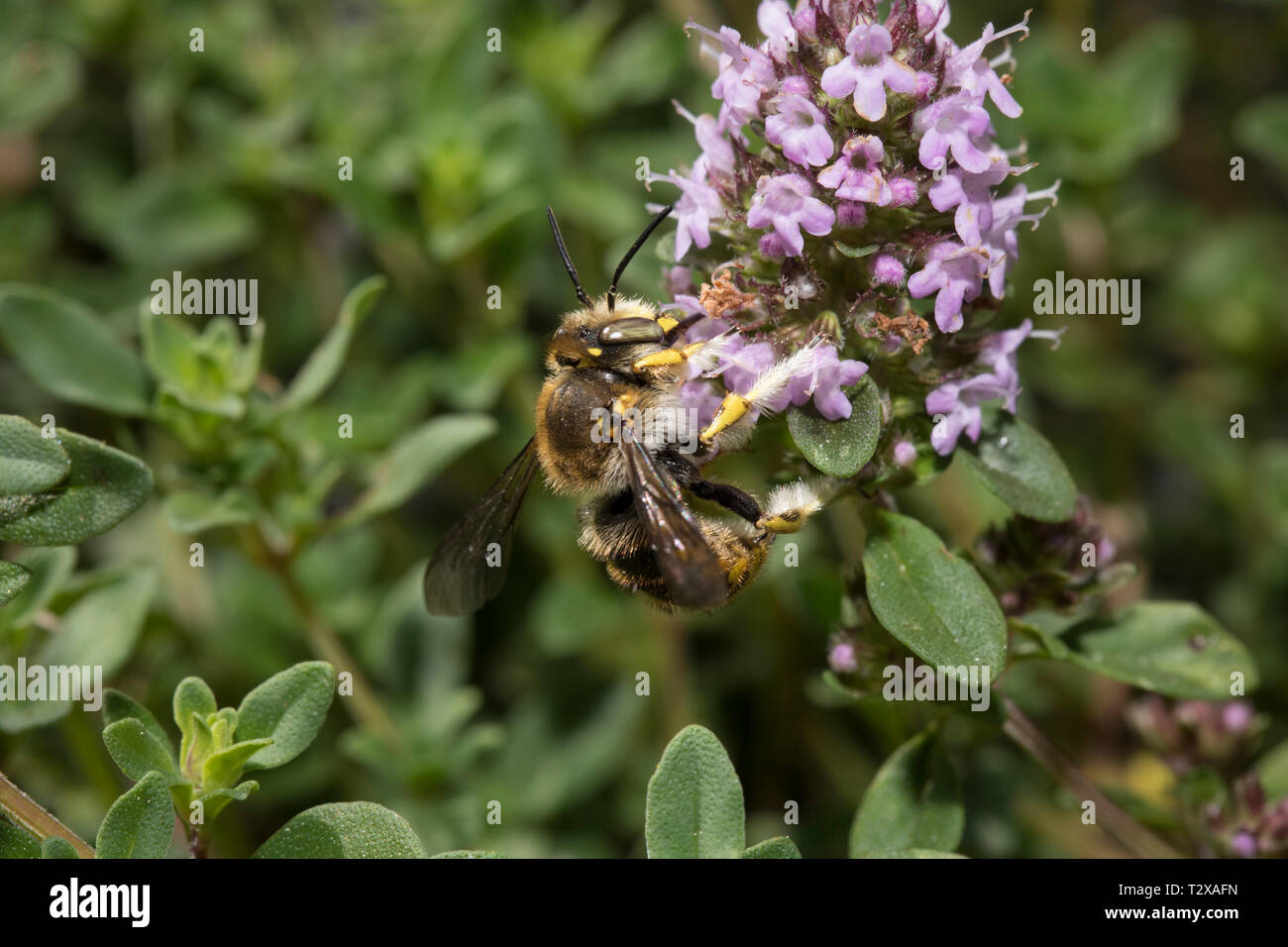 , Wollbiene Anthidium manicatum, Europäische wolle carder Bee Stockfoto