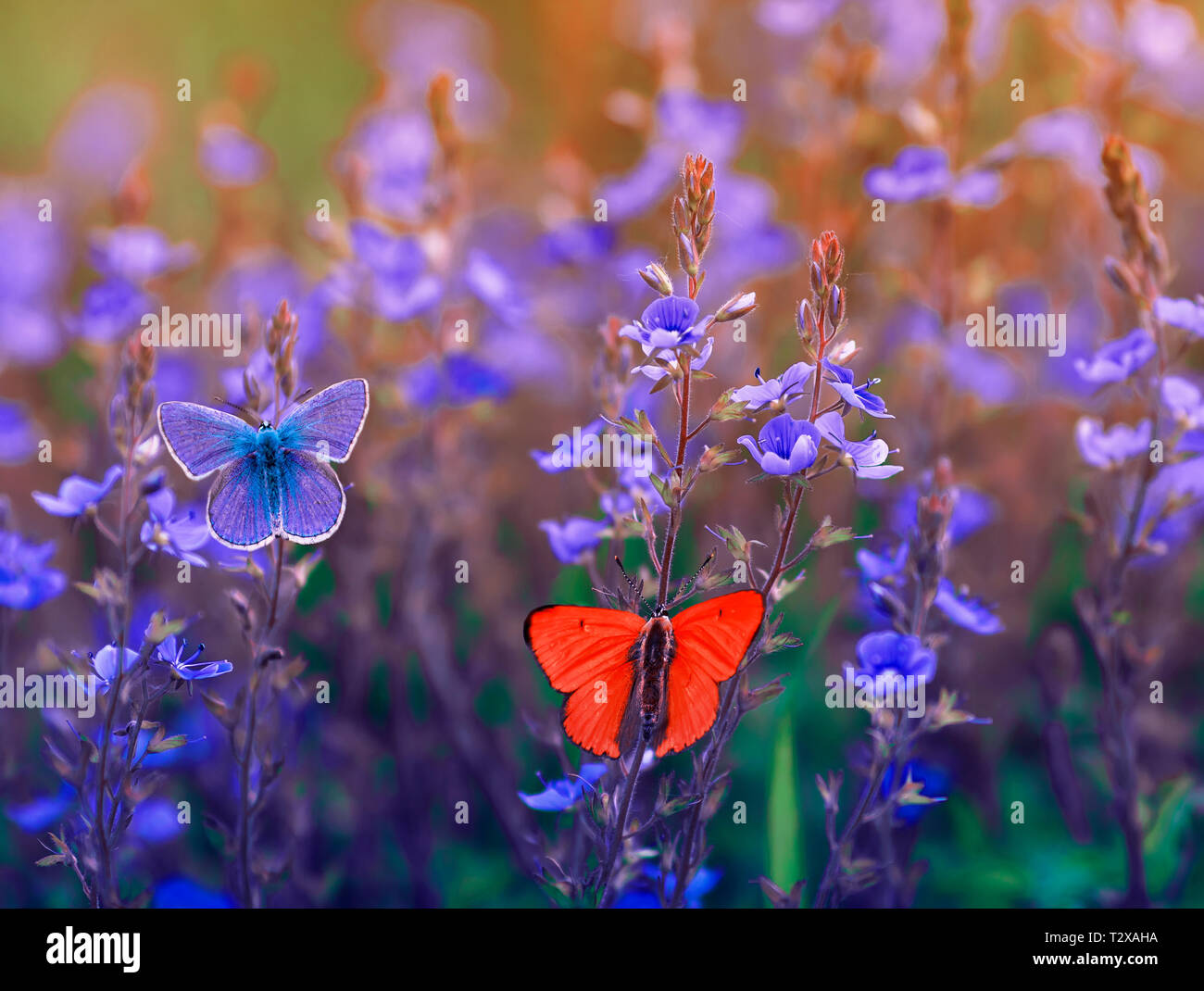 Schöne anderes Butterfly Euplagia quadripunctaria Sitzen und fliegen in die helle Wiese auf die zarte Blau Blumen im sonnigen Sommertag Stockfoto