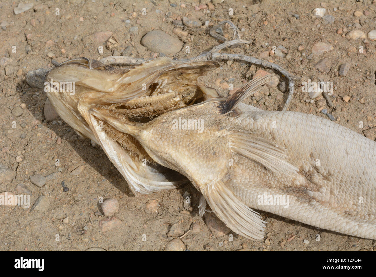 Tote faulen Fisch Karkasse mit Schuppen Austrocknung auf dem Lake Shore Stockfoto