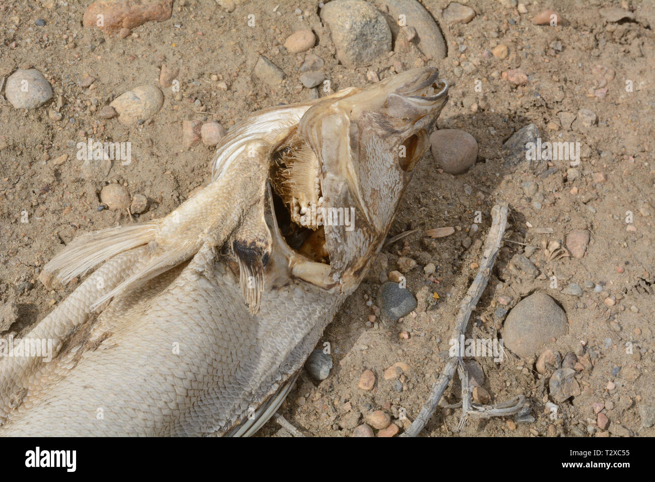 Tote Tierkörper hinter faulen Fische mit Schuppen Austrocknung und gebleicht aus Sonnenlicht auf dem Lake Shore Stockfoto