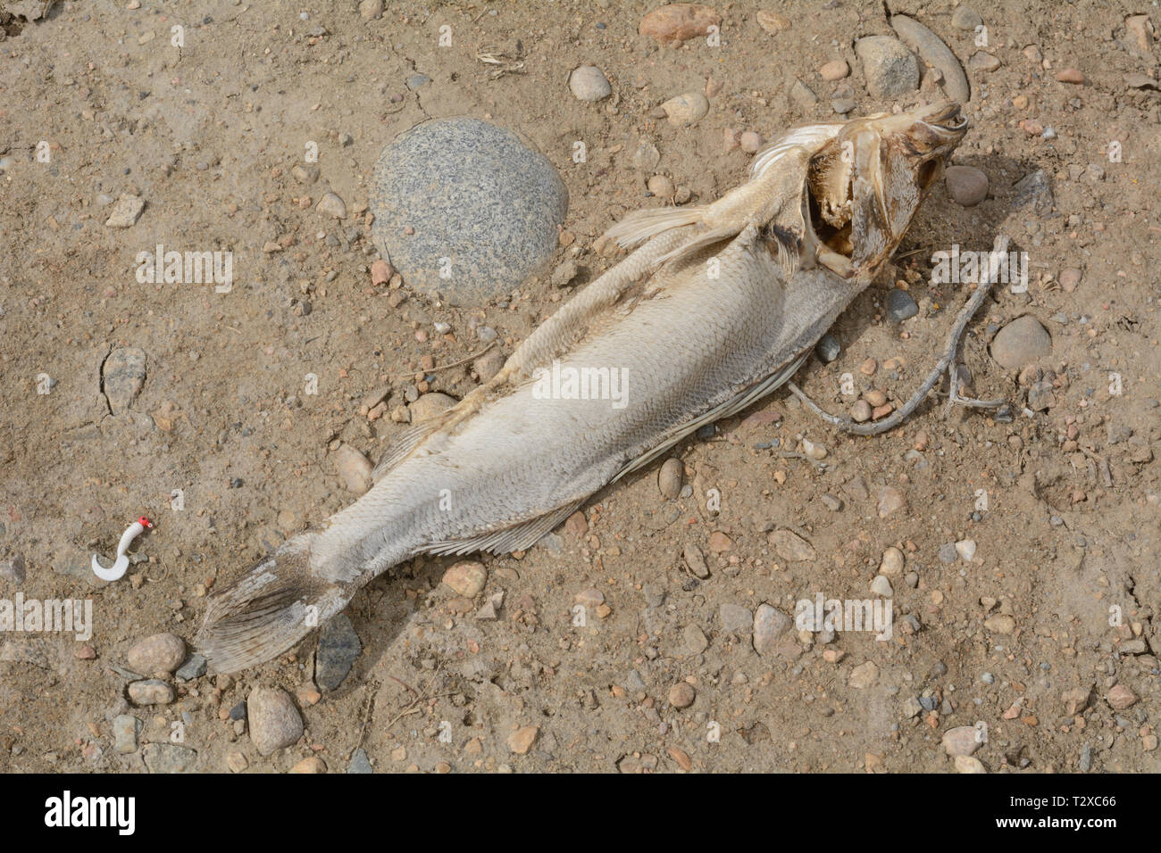 Tote Tierkörper hinter faulen Fische mit Schuppen Austrocknung und gebleicht aus Sonnenlicht auf dem Lake Shore Stockfoto