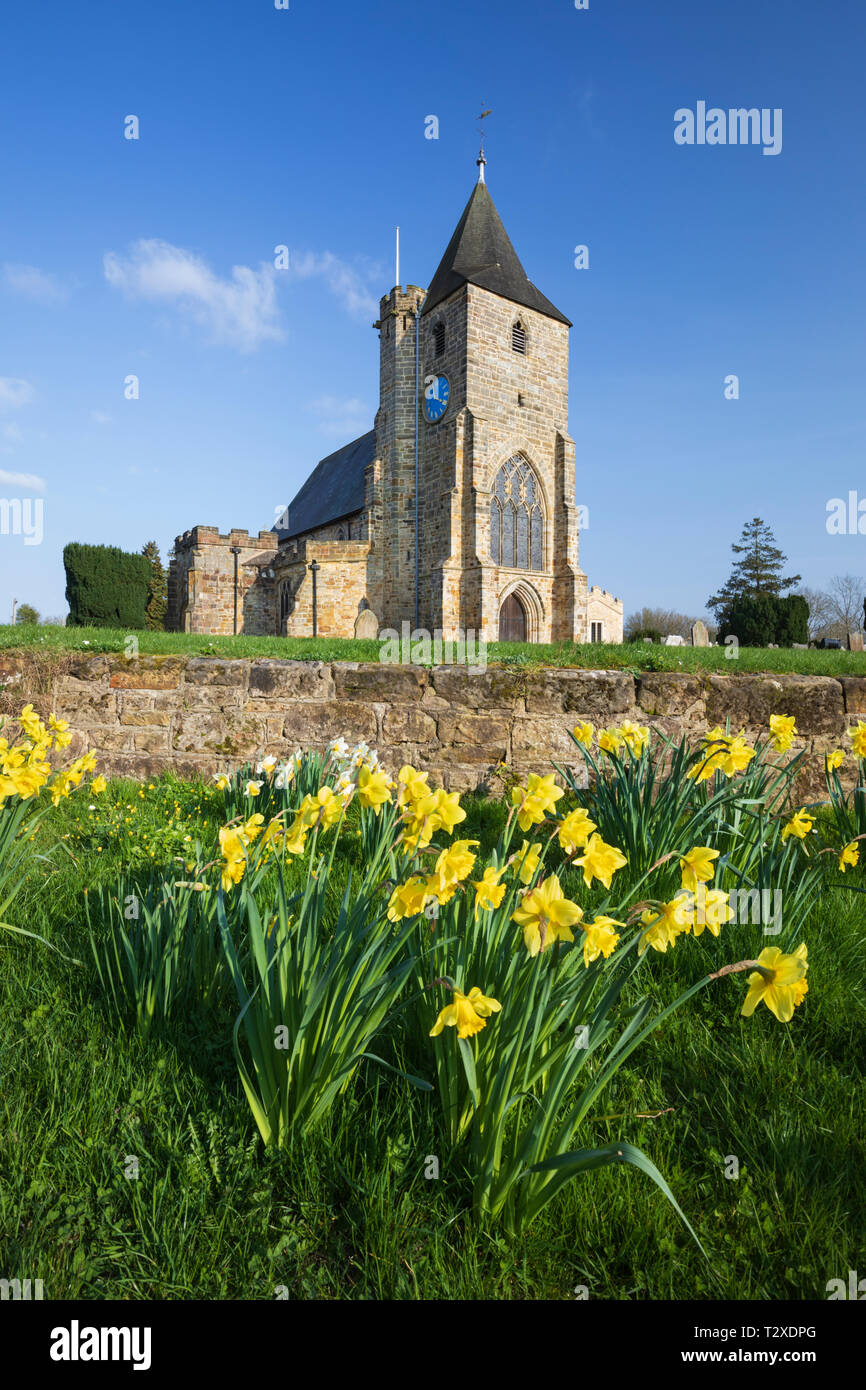 Westseite der Marienkirche mit Frühling Narzissen im Nachmittag Sonnenschein, Bahnhofstr., East Sussex, England, Vereinigtes Königreich, Europa Stockfoto