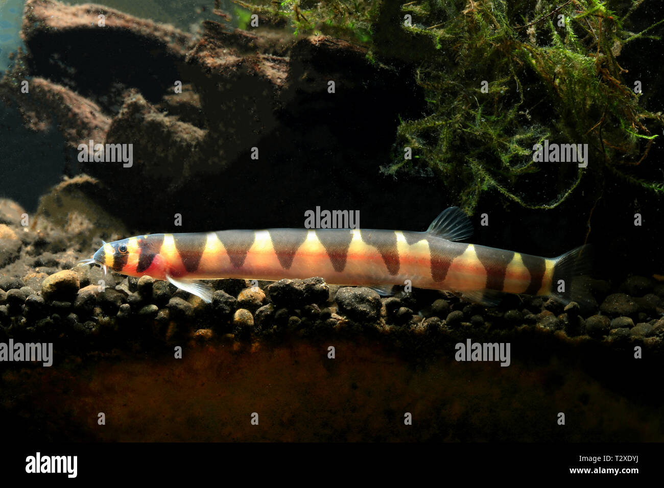 Pangio kuhli Loach, Stockfoto