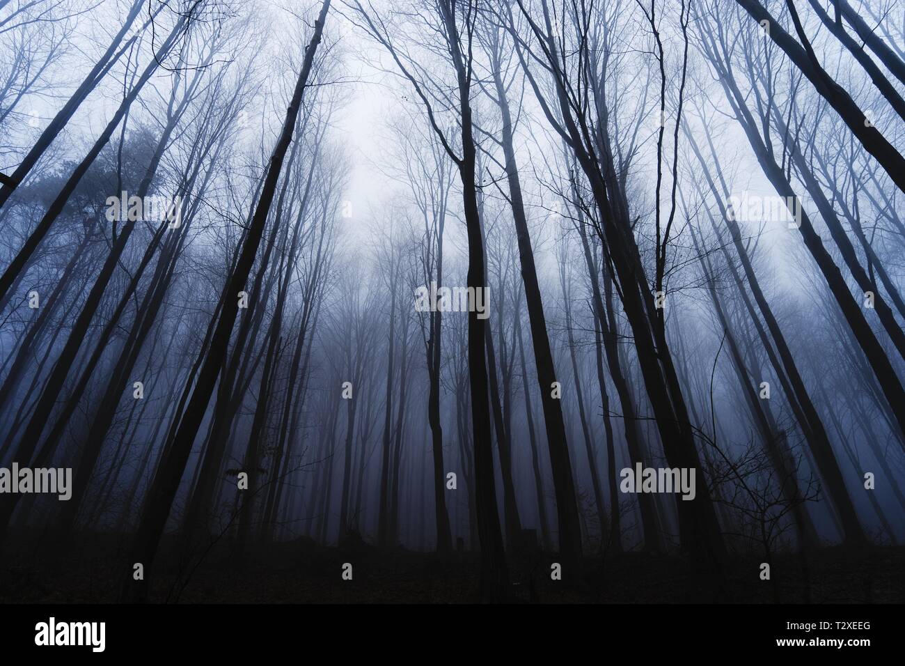 Geheimnis Bäume im Nebel Stockfoto