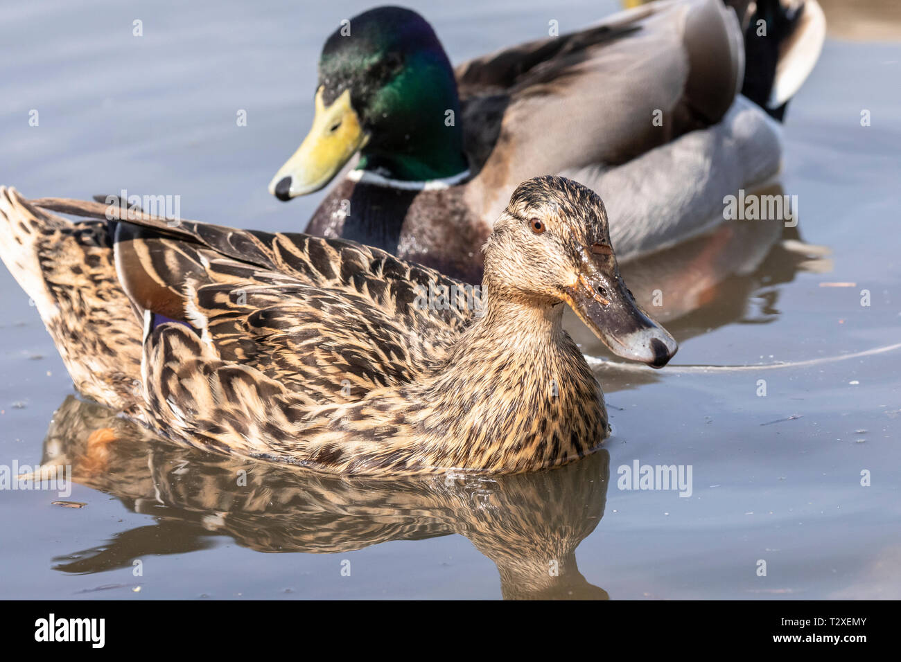 Portrait einer weiblichen Stockente (Anas platyrhynchos) mit einem männlichen Stockente sofort hinter sich und ihre Köpfe, die in entgegengesetzte Richtungen Stockfoto