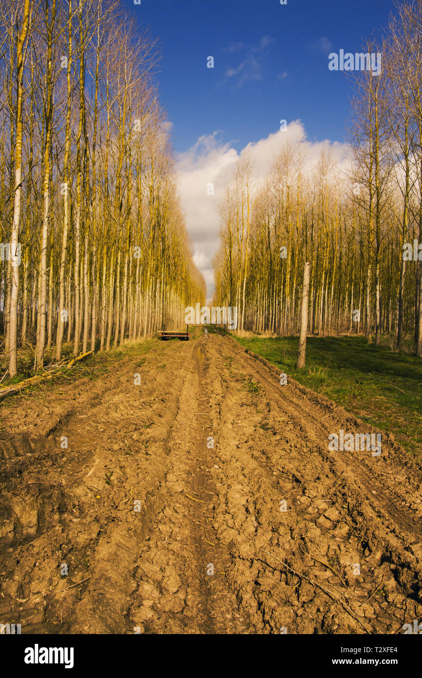 Plantage in Gut, Lincolnshire, Großbritannien. Stockfoto