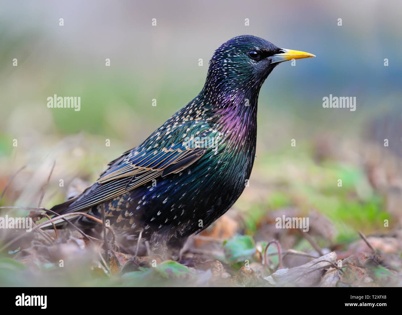 Shining Common Starling im Gras posing Stockfoto