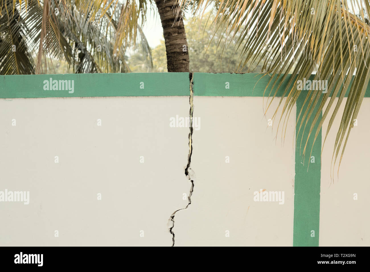 Risse an der Wand mit einer Palme (Ari Atoll, Malediven Stockfotografie Alamy