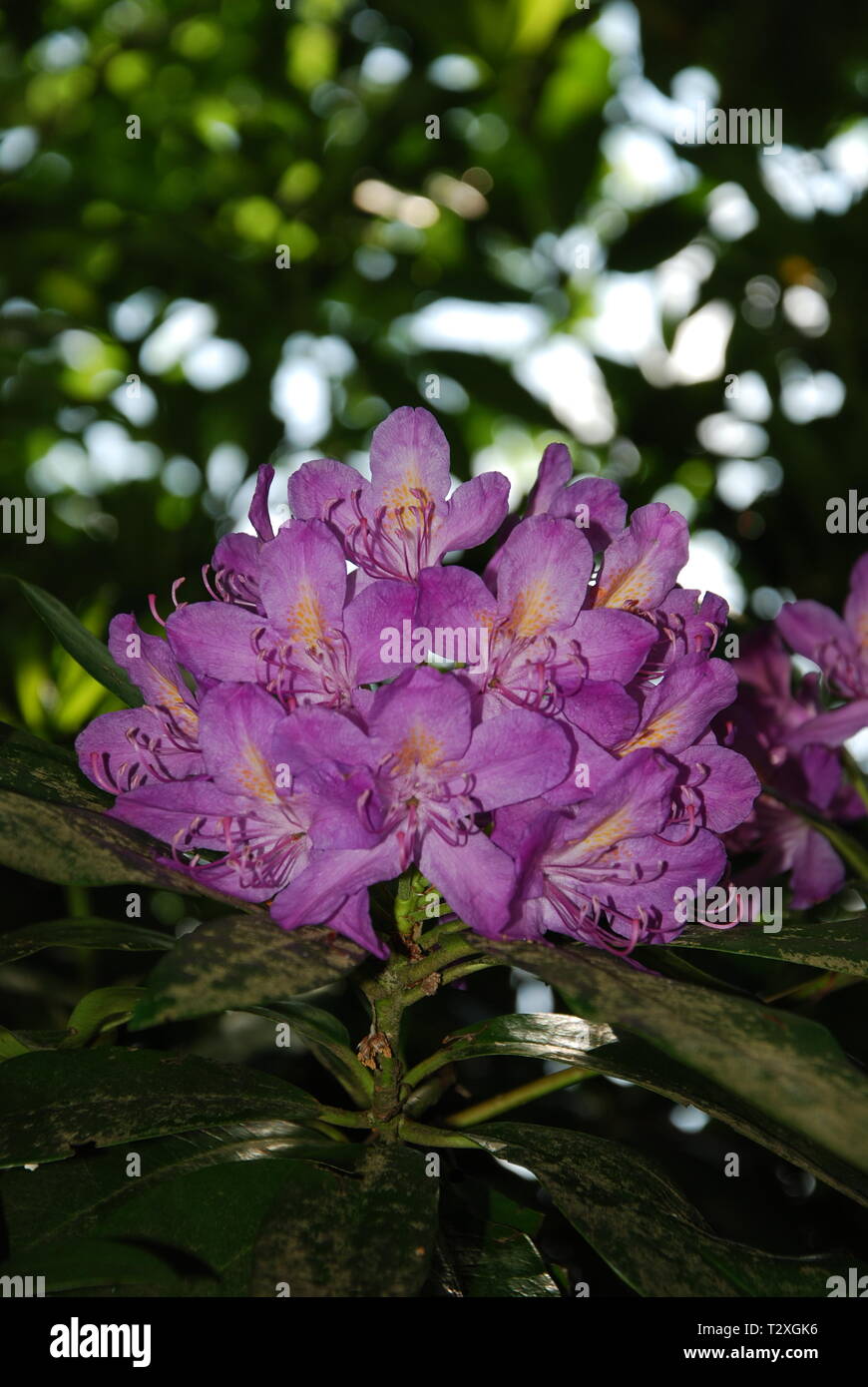 Lila Blumen Stockfoto