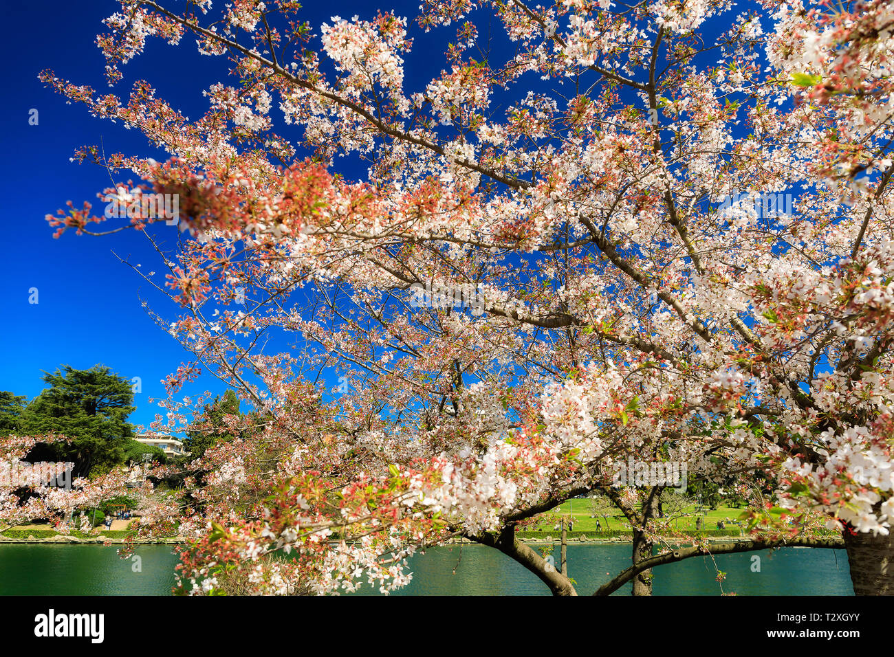 Hanami Sakura Bluhen Japanische Kirschbaume Fruhling Bluhende