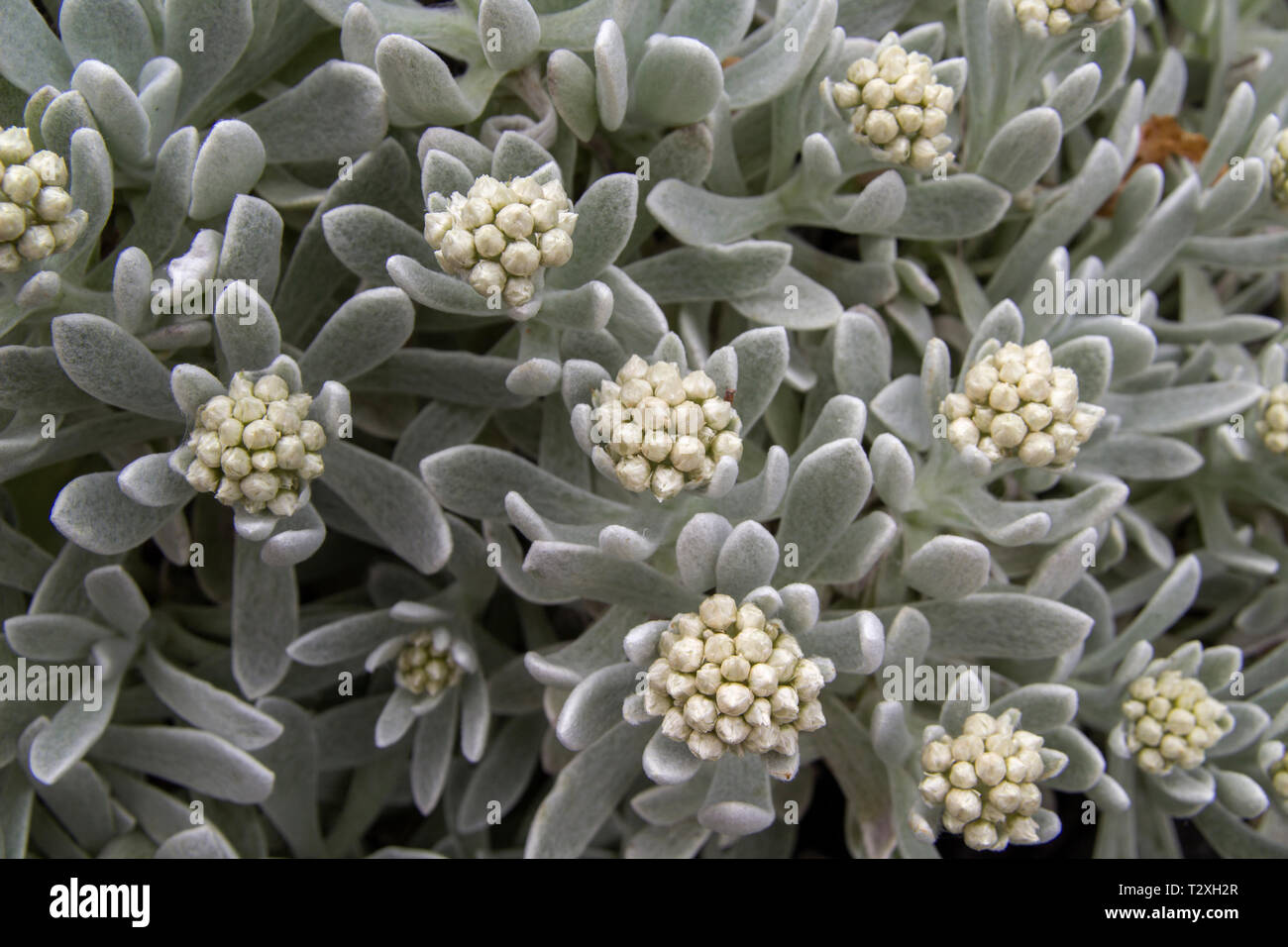 Flora Lanzarote - helichrysum gossypinum, Watte ewigen, gefährdete Arten Stockfoto