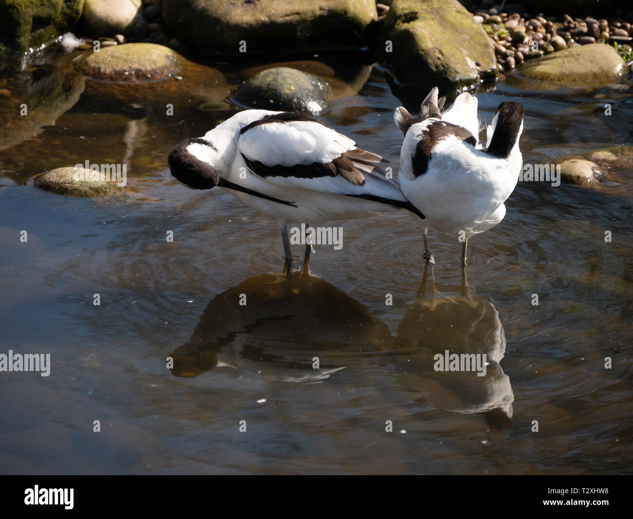 Trauerschnäpper Säbelschnäbler (Recurvirostra Avosetta) Stockfoto