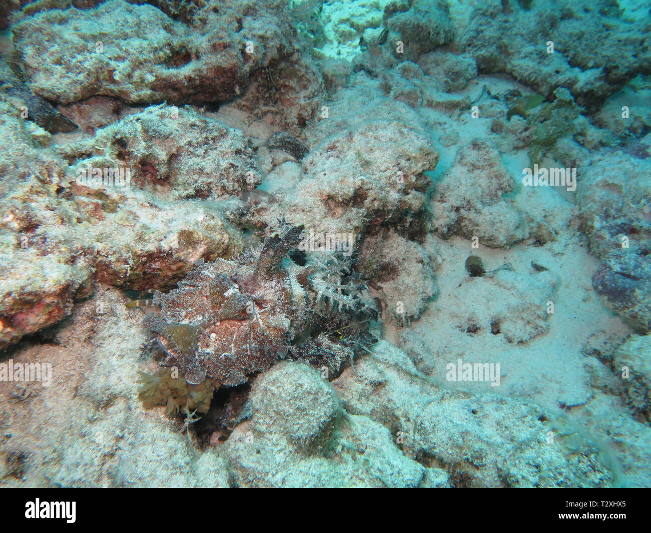 Indischen Ozean Walkman Fisch, Dämon oder Teufel Stinger Stinger (Inimicus didactylus) auf Mnemba atol, Sansibar Stockfoto