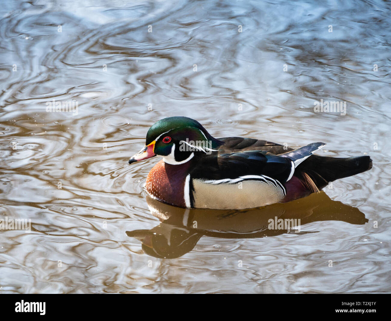 Holz Ente/Carolina duck (Aix sponsa) Stockfoto
