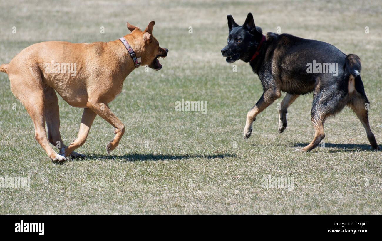 Zwei Hunde zahlen und mit einem Hund Park Stockfoto